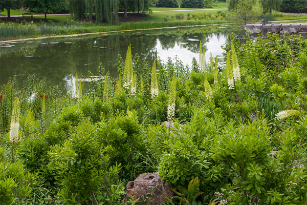 foxtail lilies
