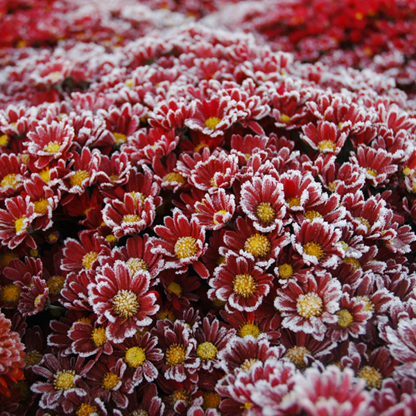 Frost-chrysanthemum
