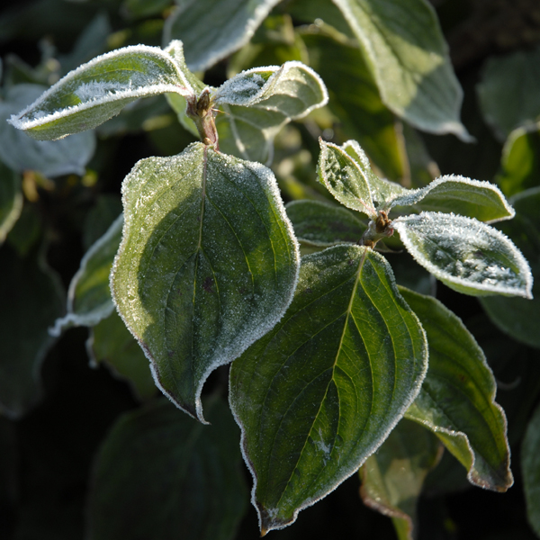 Frost