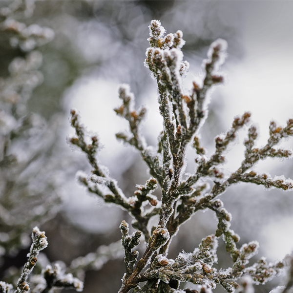 Frost on a bush