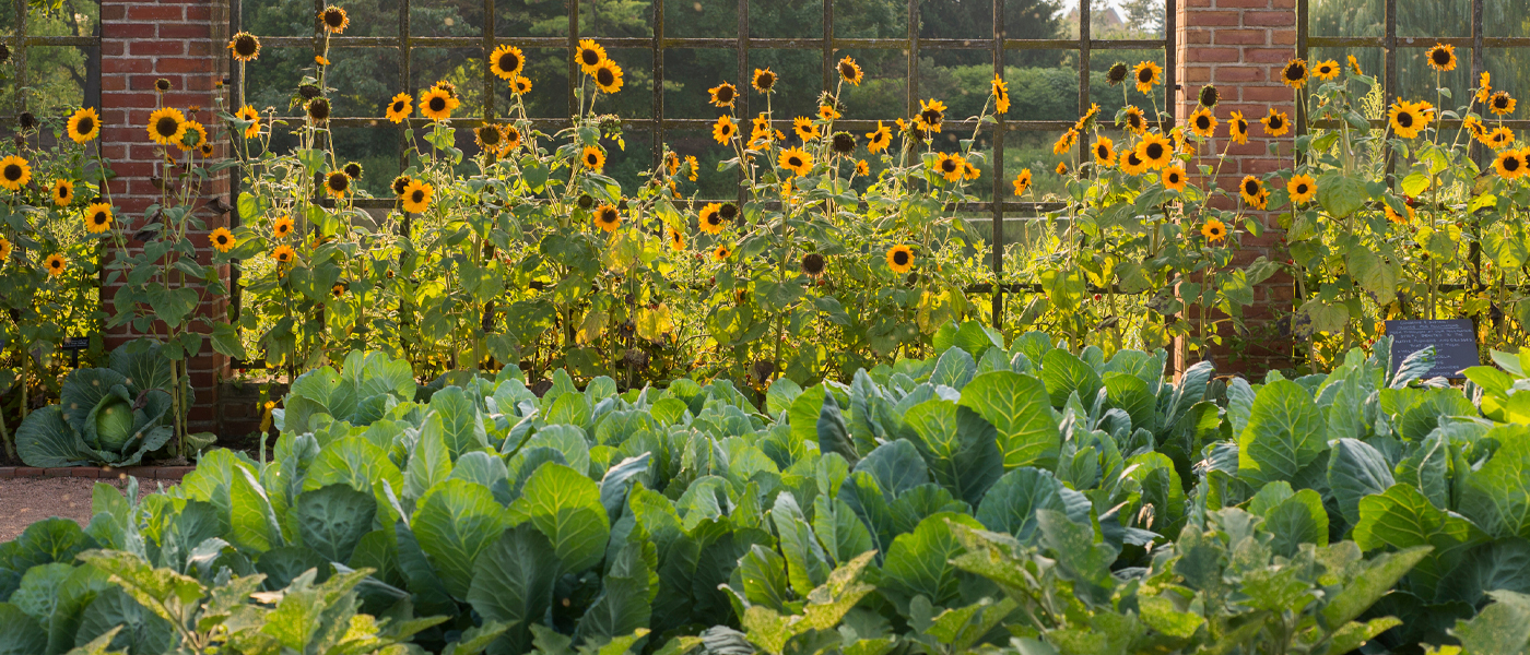 Fruit and vegetable Garden