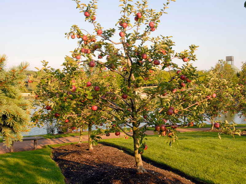 apple orchard
