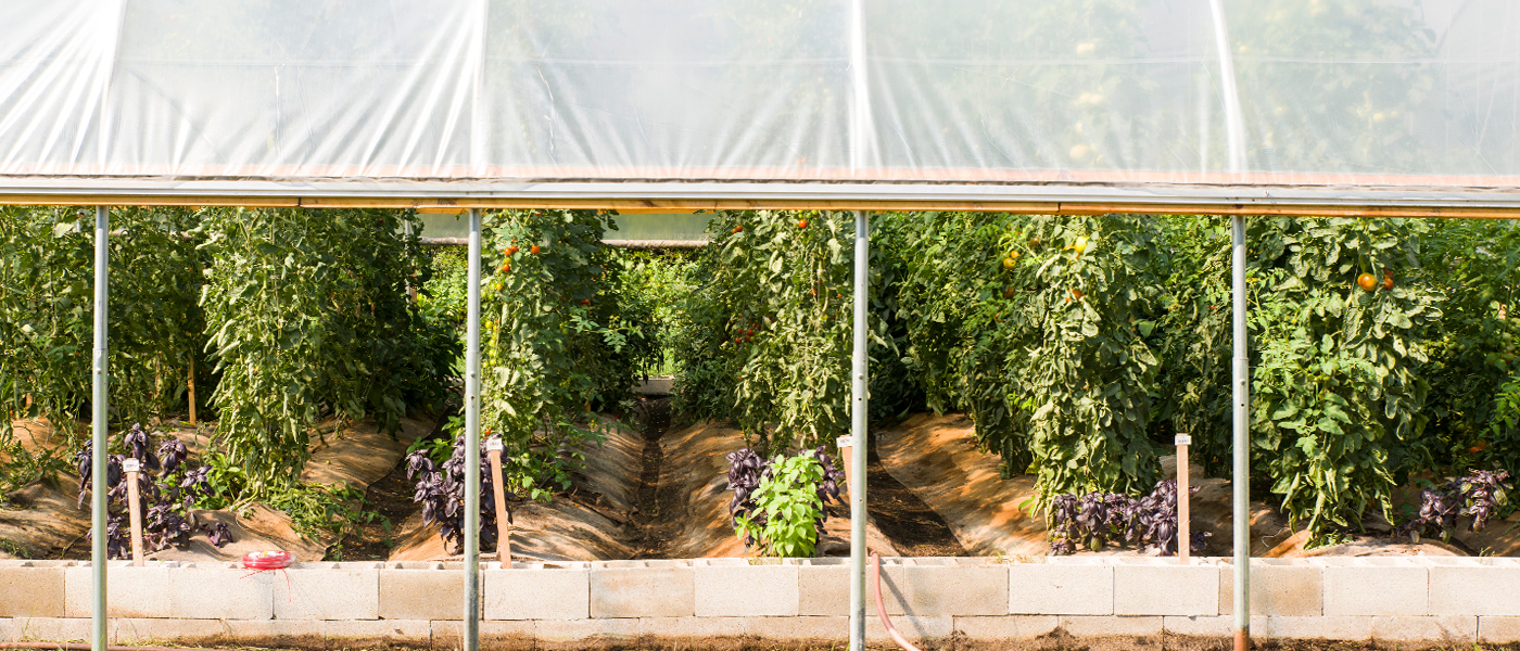 garden hoophouse