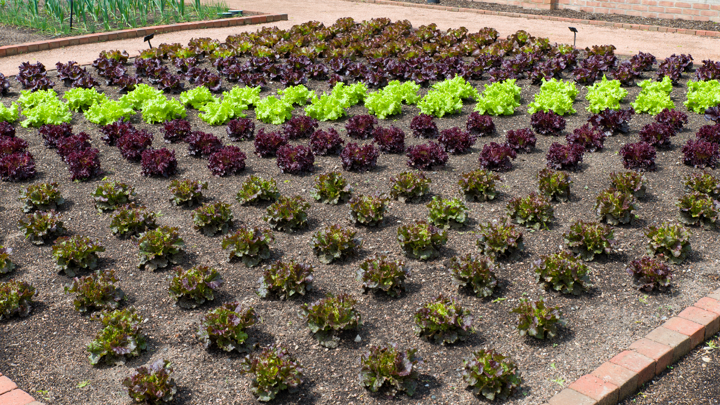 Vegetable garden