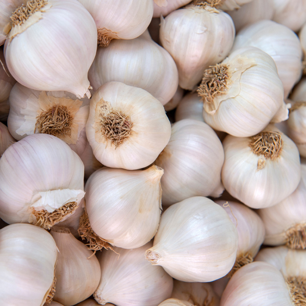 Garlic