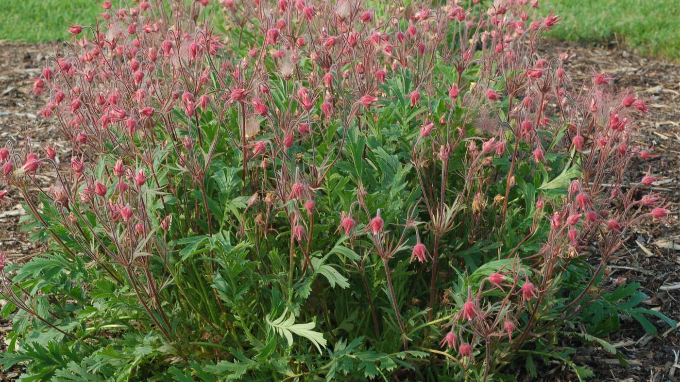 Geum triflorum