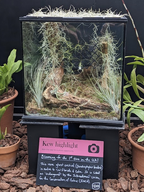 Ghost orchid in bloom in UK