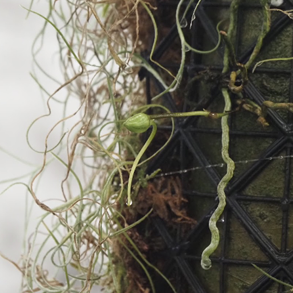 Budding ghost orchid