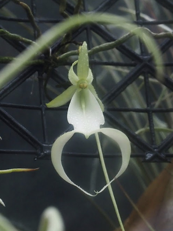 Ghost orchid