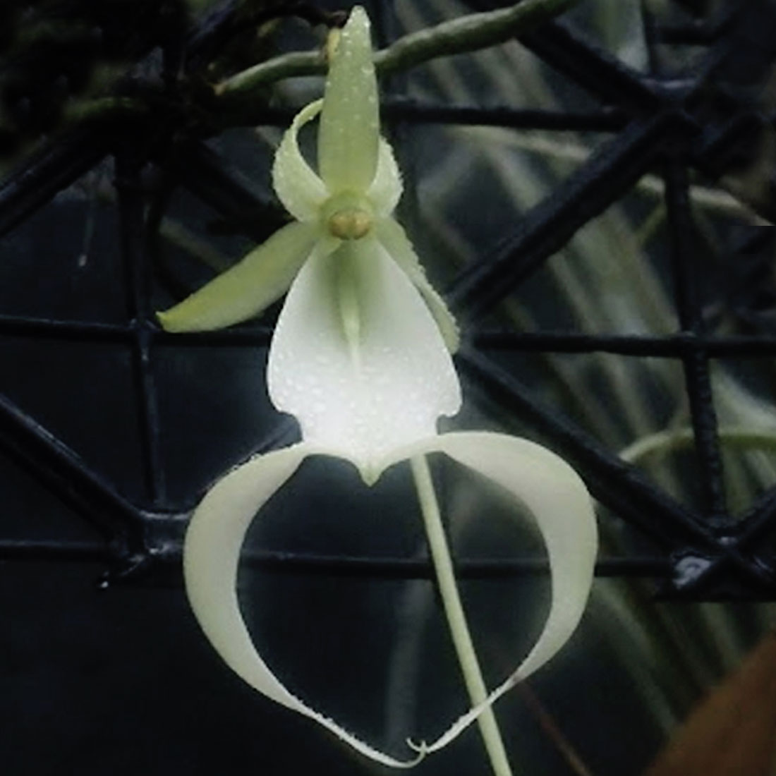 Rare Orchid