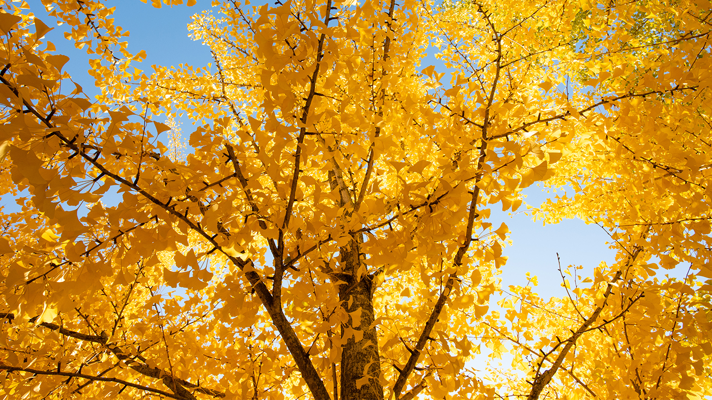 Ginko Tree