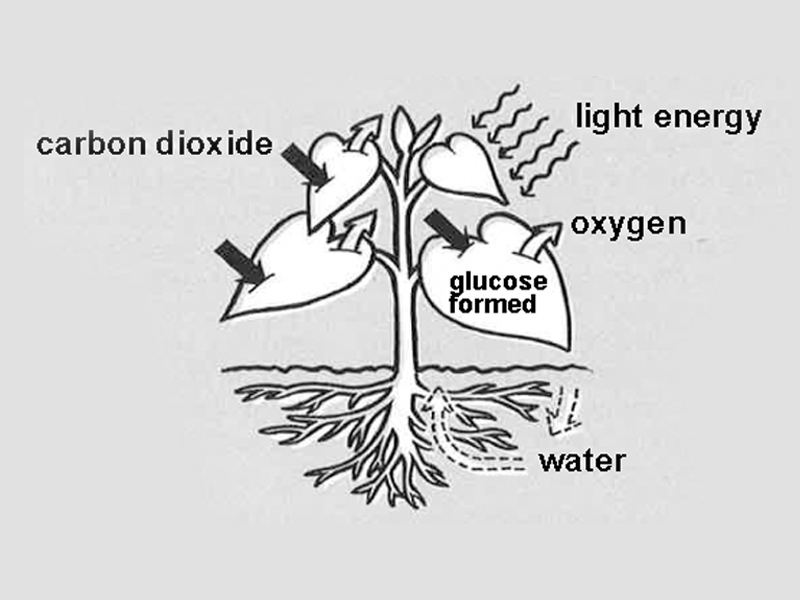 glucose diagram