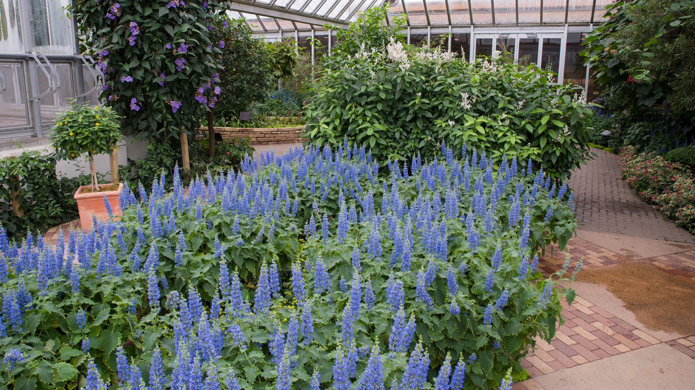 Semitropical Greenhouse