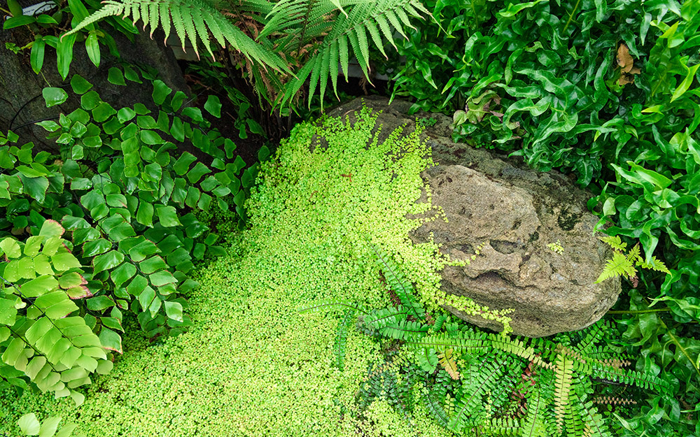 The Greenhouses Chicago Botanic Garden