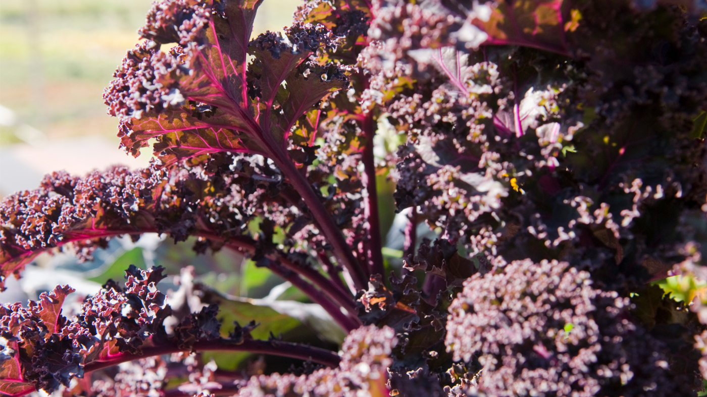 Redbor Kale Chicago Botanic Garden