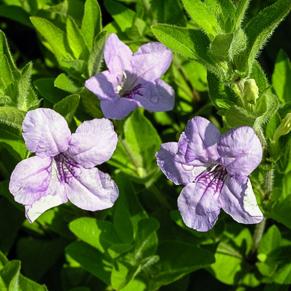 Wild Petunia Hairy Wild Petunia (Ruellia humilis)