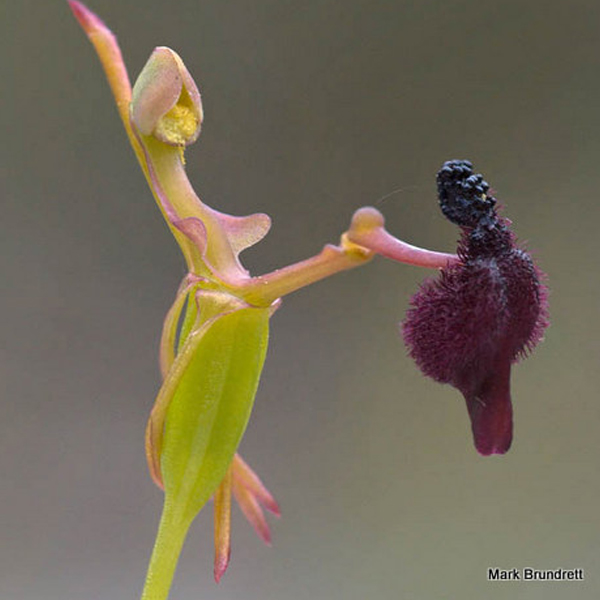 Hammer orchid