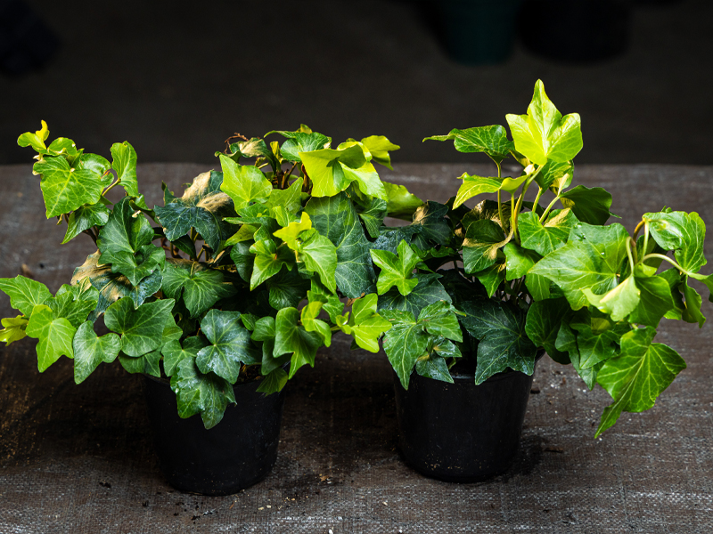 Hedera helix