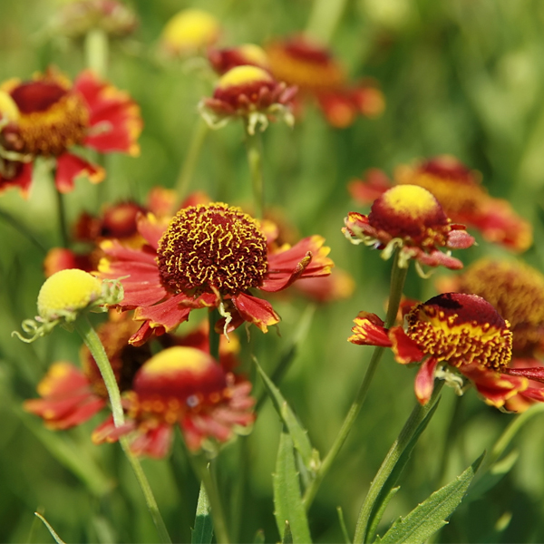 Helenium 'Copelia' (sneezeweed)