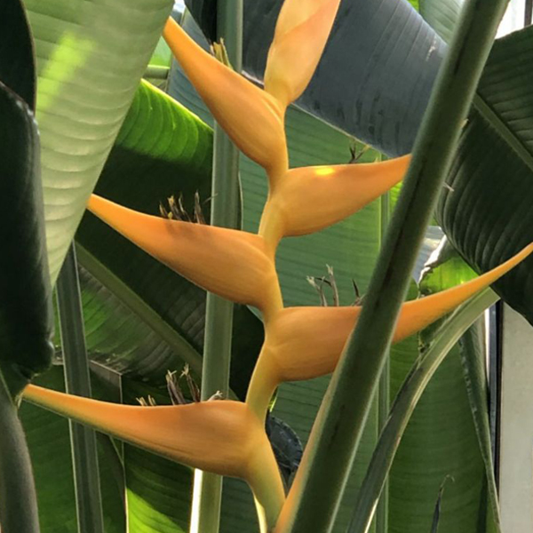 yellow Heliconia 