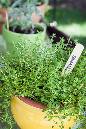 herb thyme