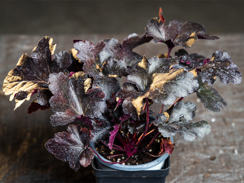 Heuchera ‘Black Pearl’
