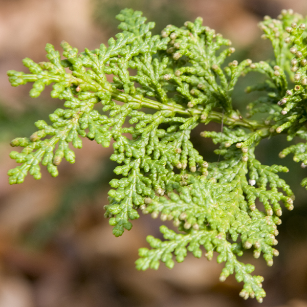 Cypress (Chamaecyparis obtusa 'Nana Gracilis') 