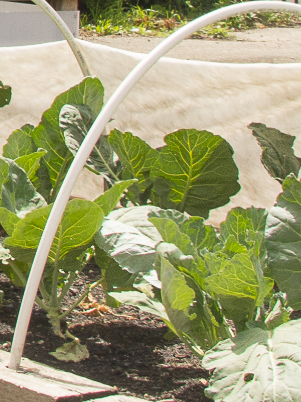 garden hoophouse detail