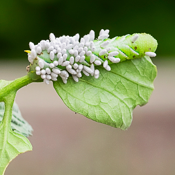 hornworm caterpillar