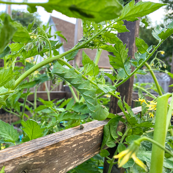 Tomato hornworm caterpillar