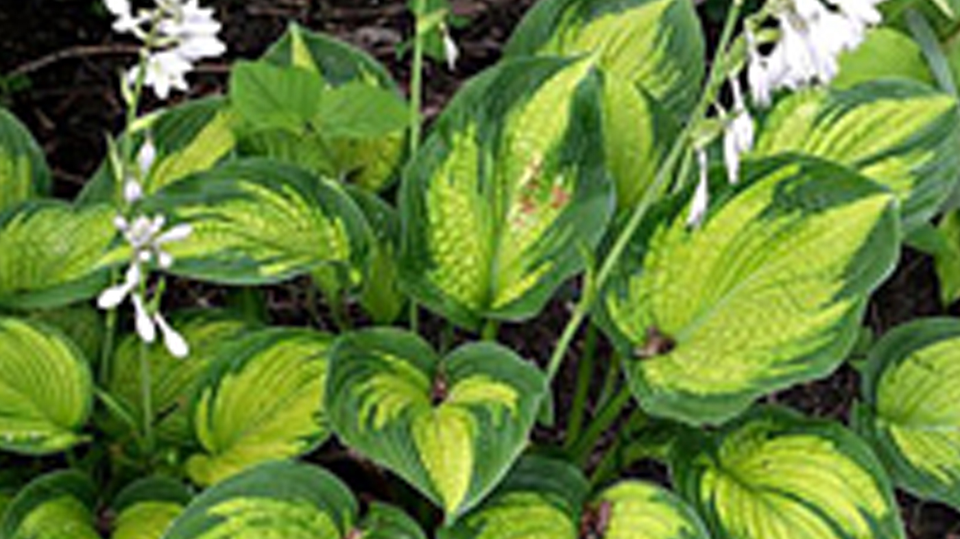 hosta-cadillac