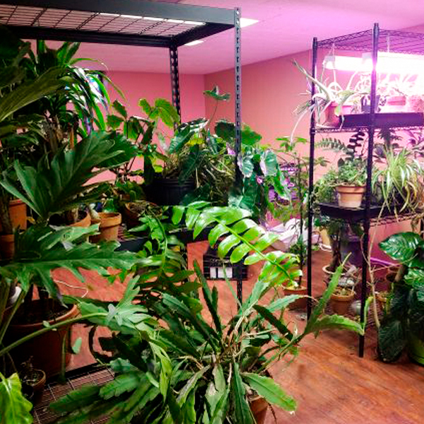 houseplant collection