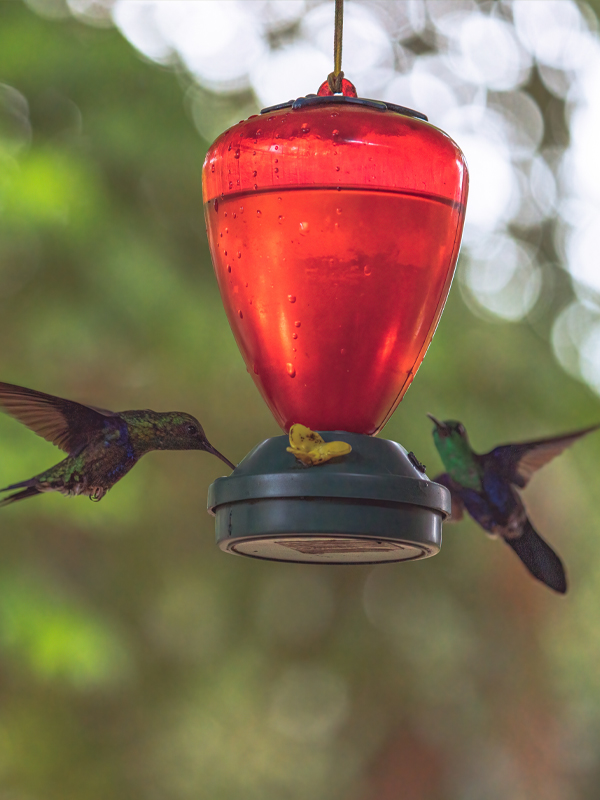 Hummingbird feeder