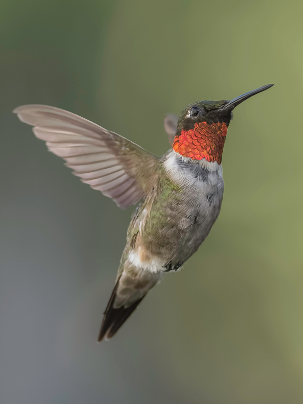 Hummingbird in flight