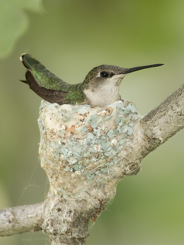 Hummingbird nesting