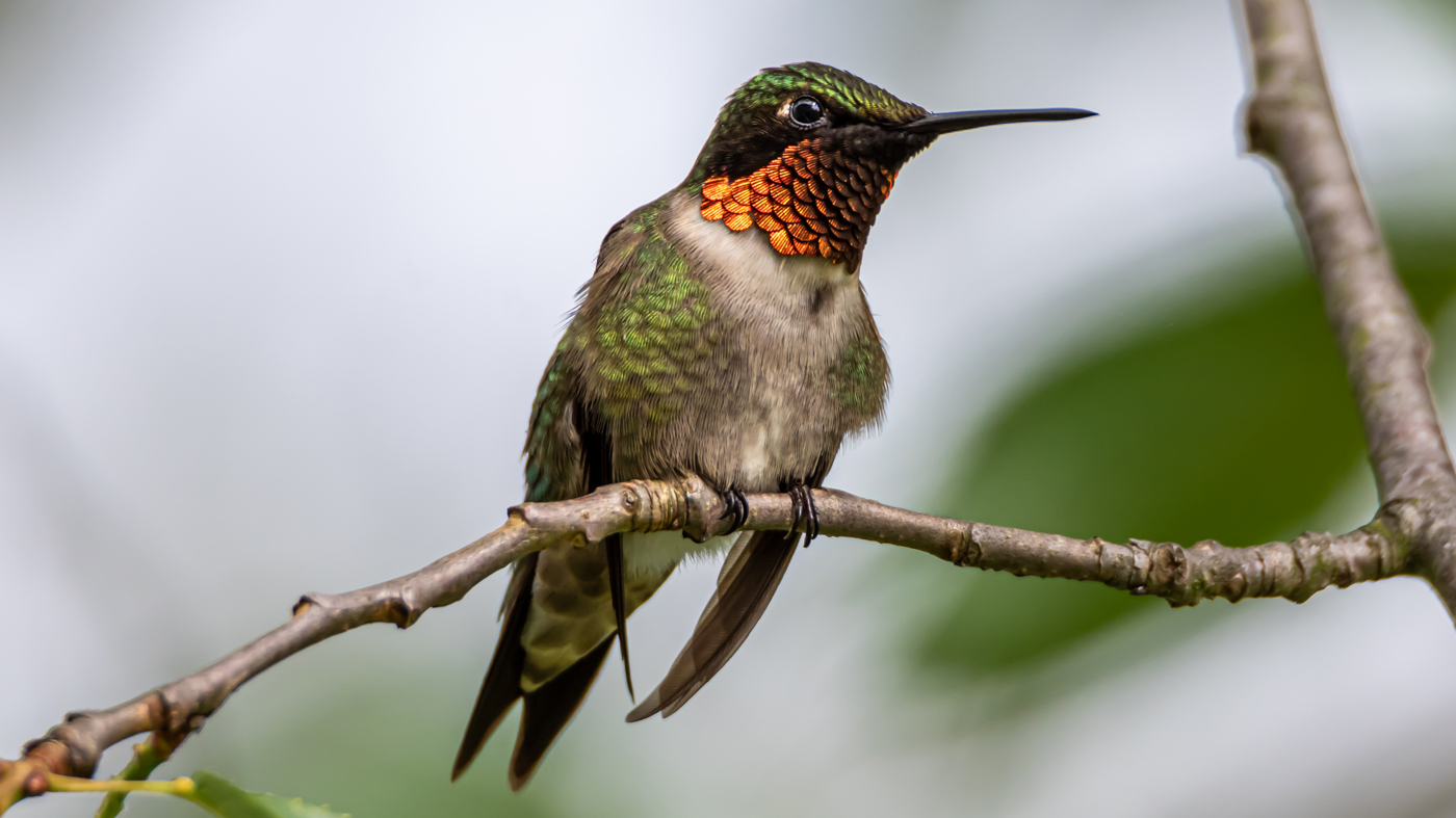 ruby-throated hummingbird