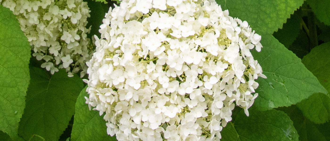 Hydrangea Annabelle