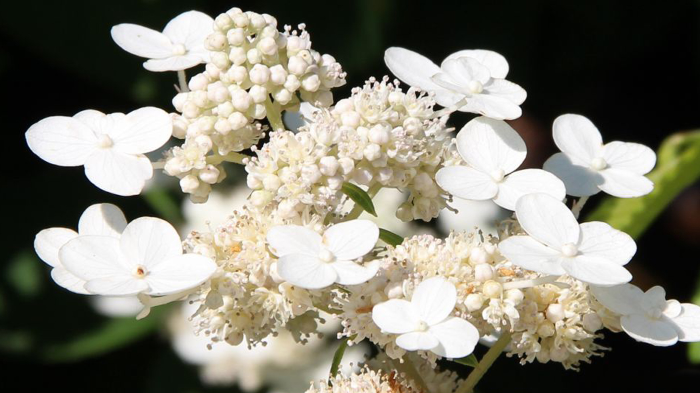 Hydrangea paniculata 'Dharuma'