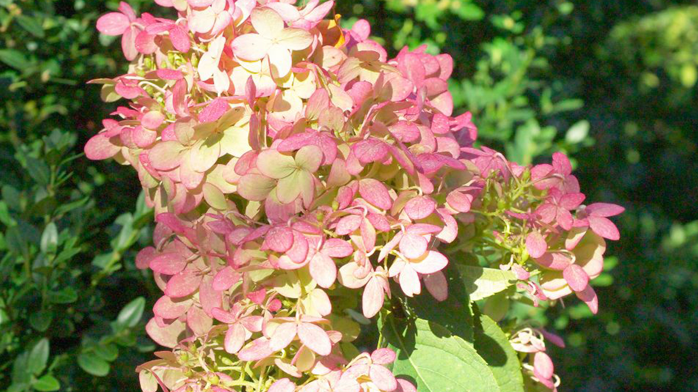 Hydrangea paniculata 'Hypmad I'