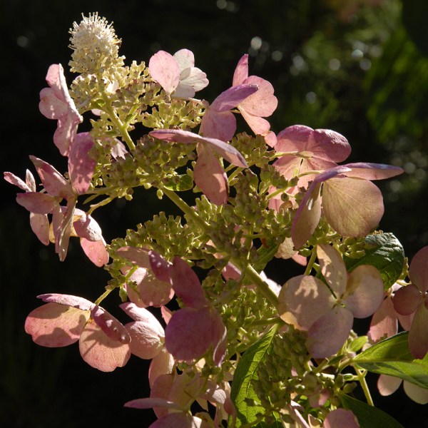 Hydrangea paniculata