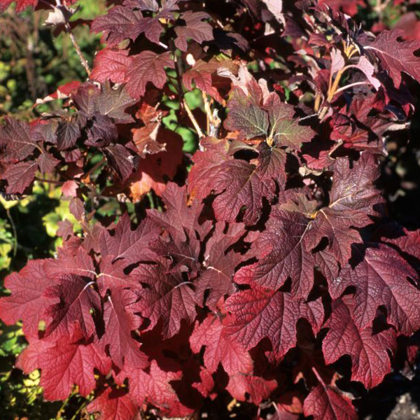 Oakleaf Hydrangea