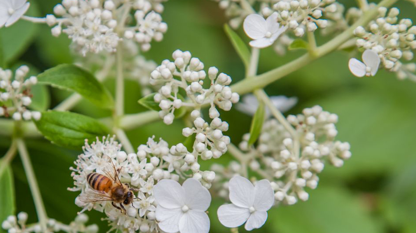 Hydrangea serrata 'Tiara'