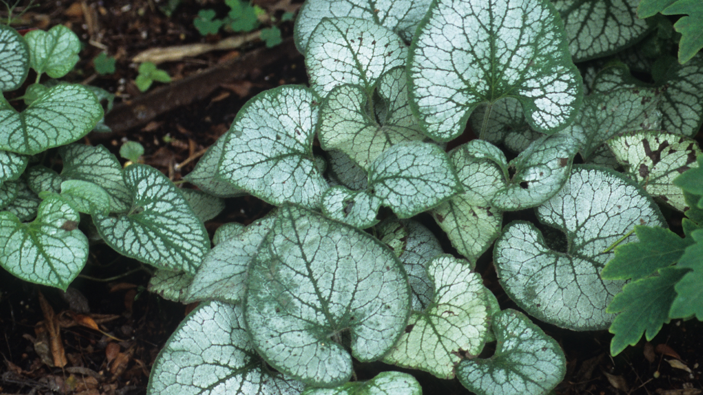 Brunnera macrophylla 'Jack Frost'