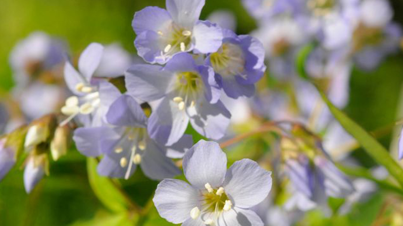 Jacob's ladder