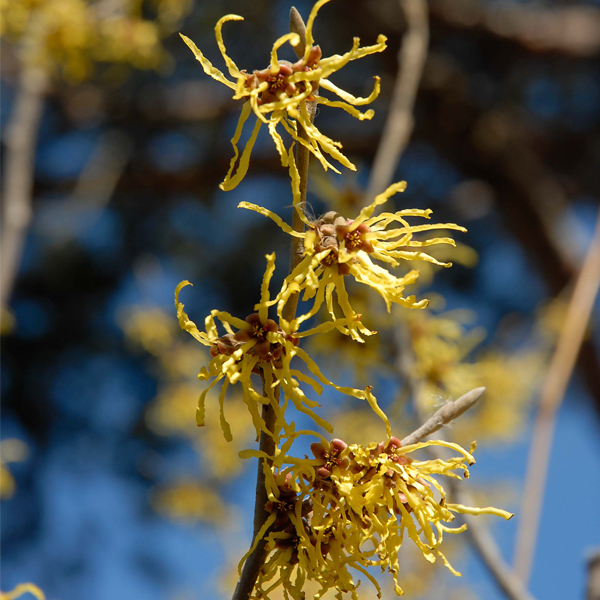 Jelena witch hazel 