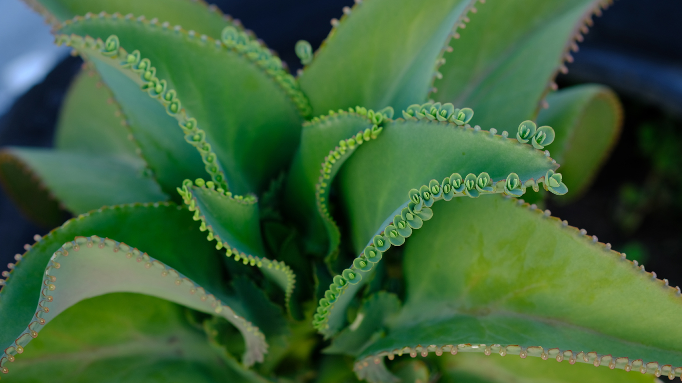 “mother of thousands” (Kalanchoe daigremontiana), 