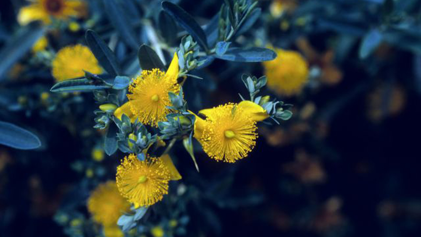 kalm-st-johnswort