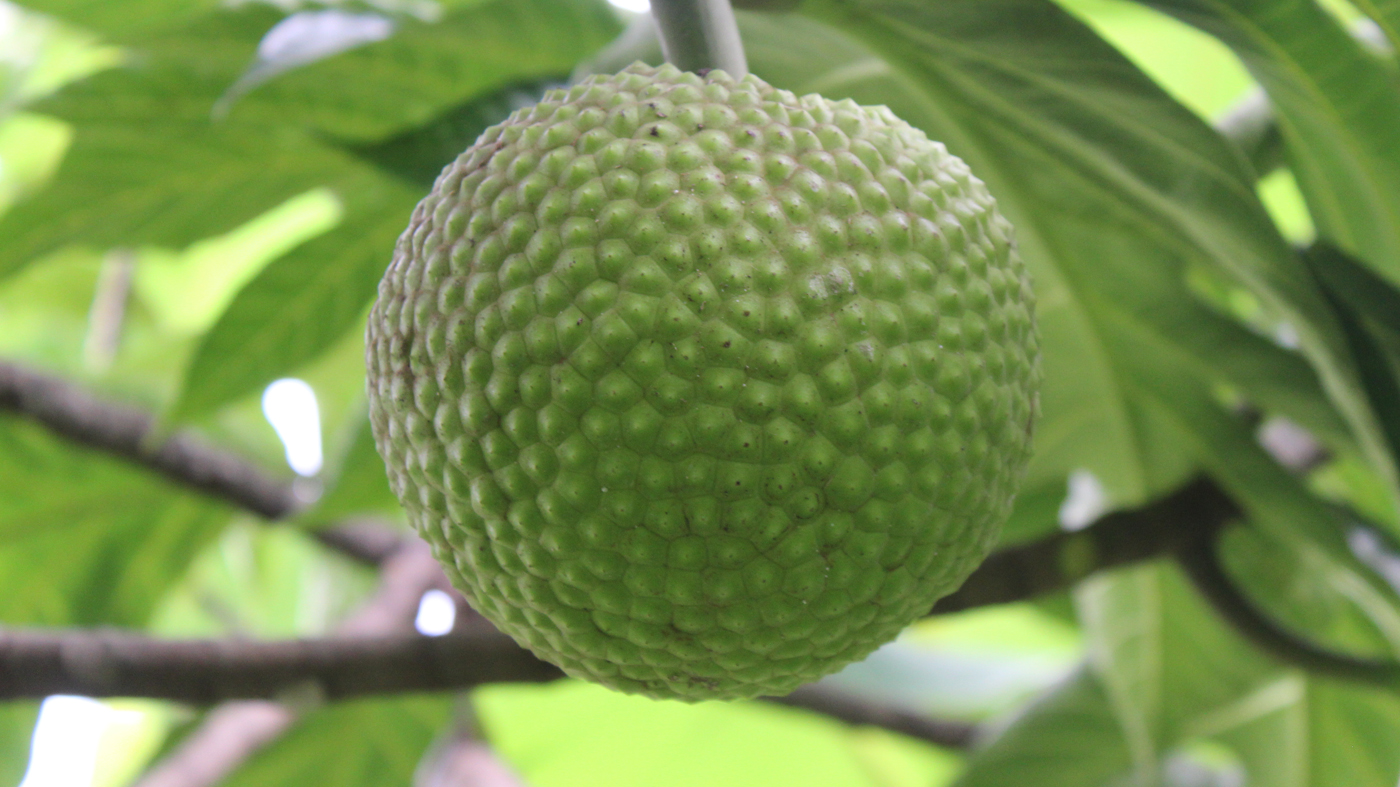 Breadfruit