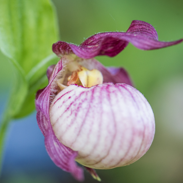 Cypripedium Gisela gx Lady's Slipper Orchid