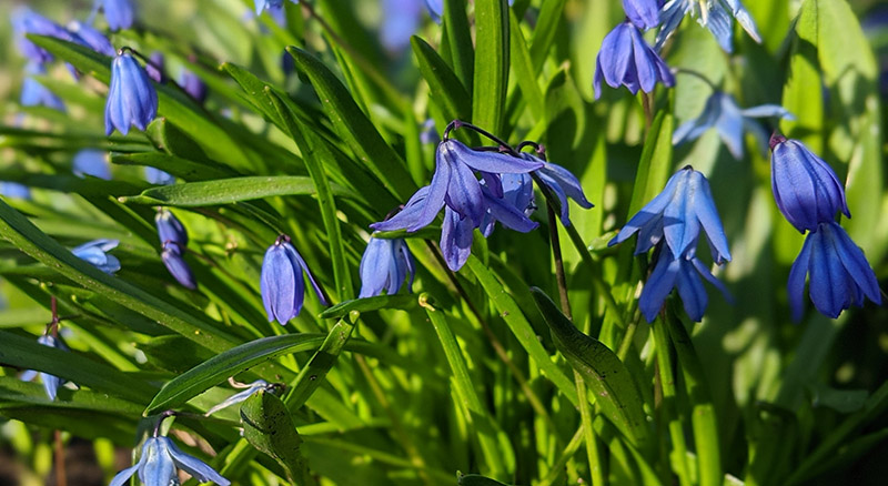 lakeside plants